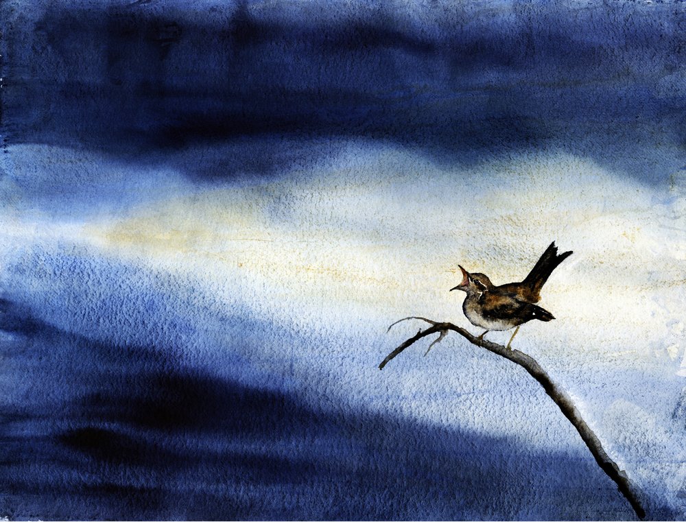 Pájaro cantor: Cielo oscuro de RodMacIver