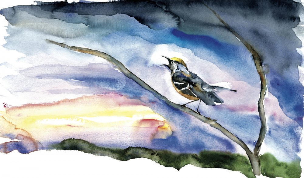 Pájaro cantor al amanecer de RodMacIver