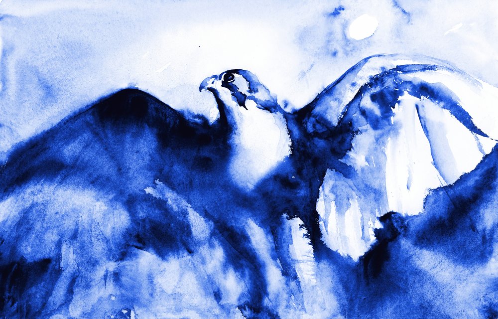 Halcón azul en vuelo de RodMacIver