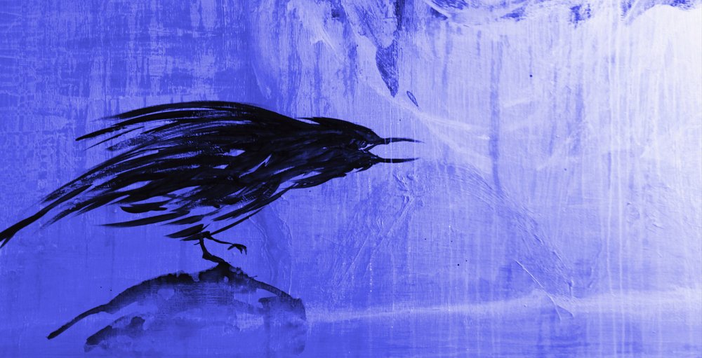 Cuervo azul tormentoso de RodMacIver