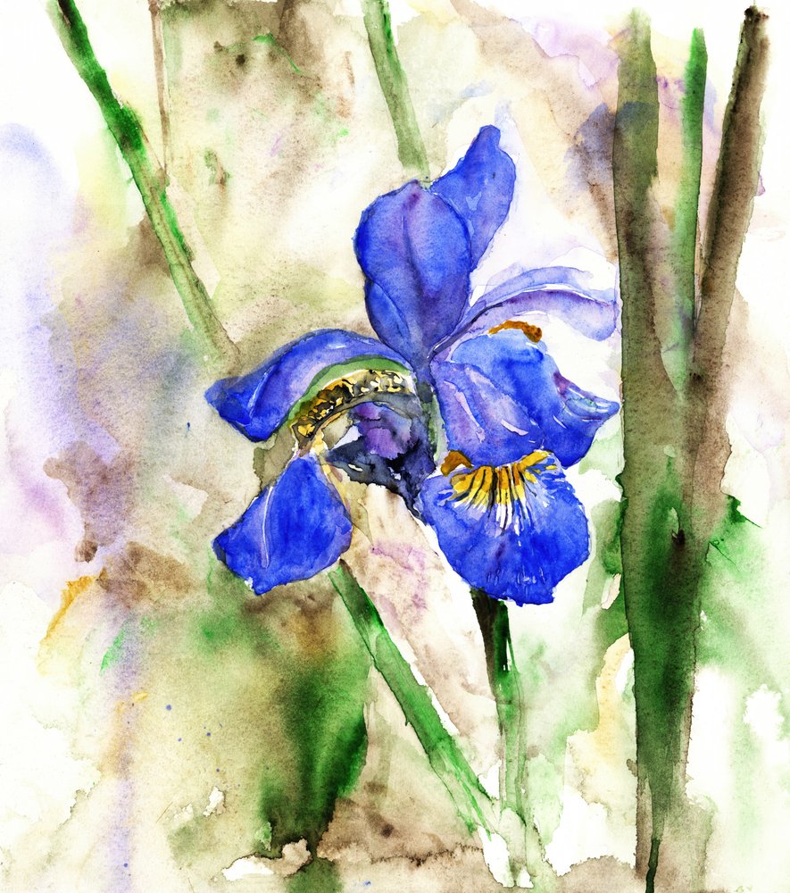 Iris azul intenso de RodMacIver