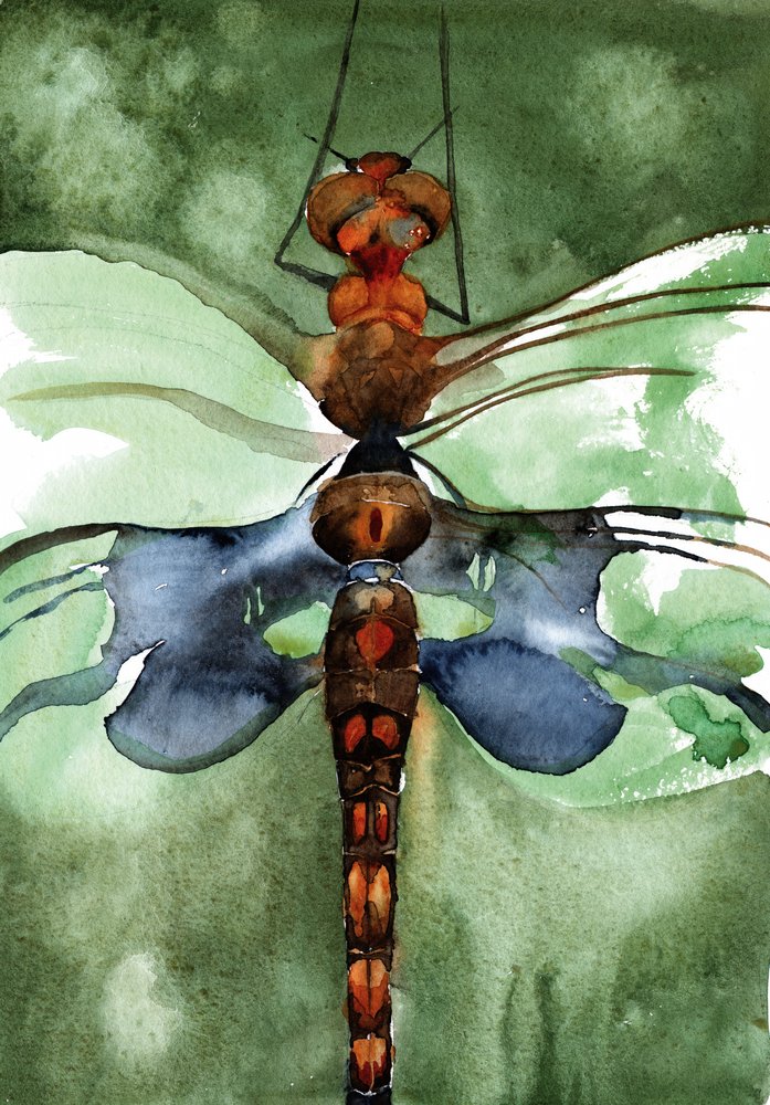 Libélula en acuarela de colores vivos de RodMacIver