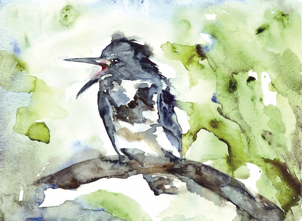 Acuarela de un pájaro cantor de RodMacIver