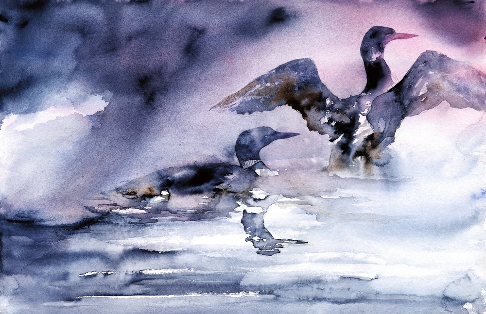 Aves acuáticas al atardecer de RodMacIver