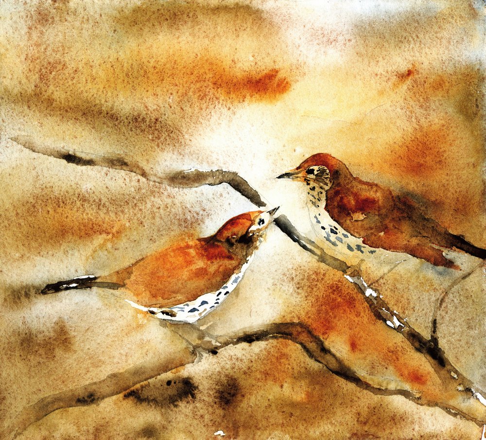 Aves en una rama, pintadas en acuarela de RodMacIver