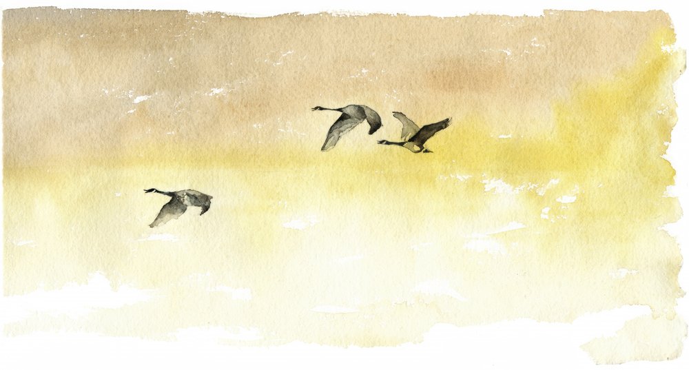 Acuarela: Vuelo de gansos de RodMacIver