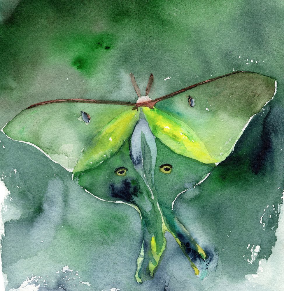 Polilla lunar en acuarela de RodMacIver