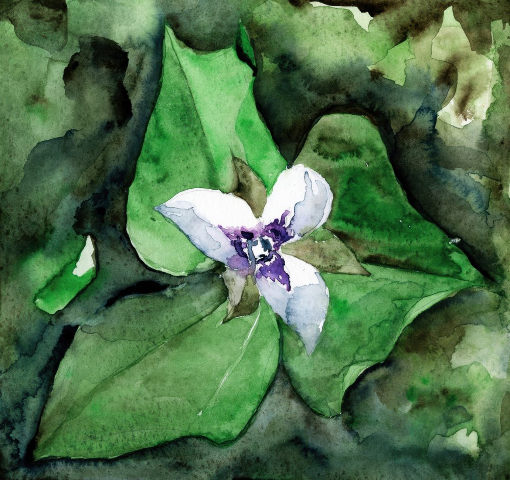 Flor de trillium blanco de RodMacIver