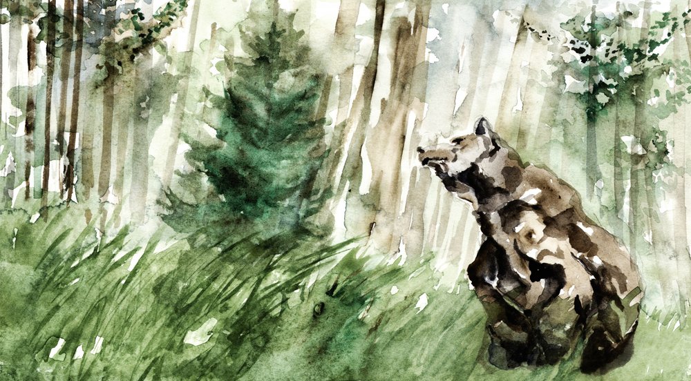 Oso de bosque salvaje de RodMacIver