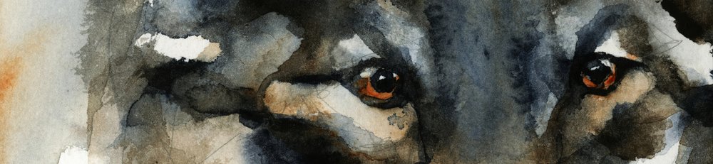 Ojos de lobo salvaje de RodMacIver