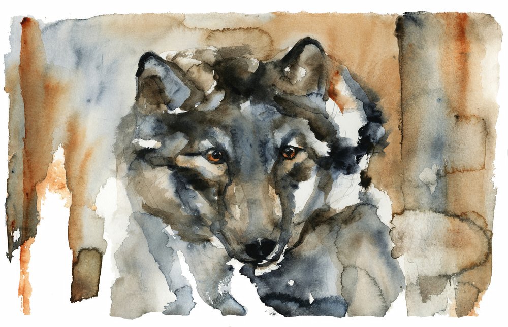Lobo salvaje en acuarela de RodMacIver