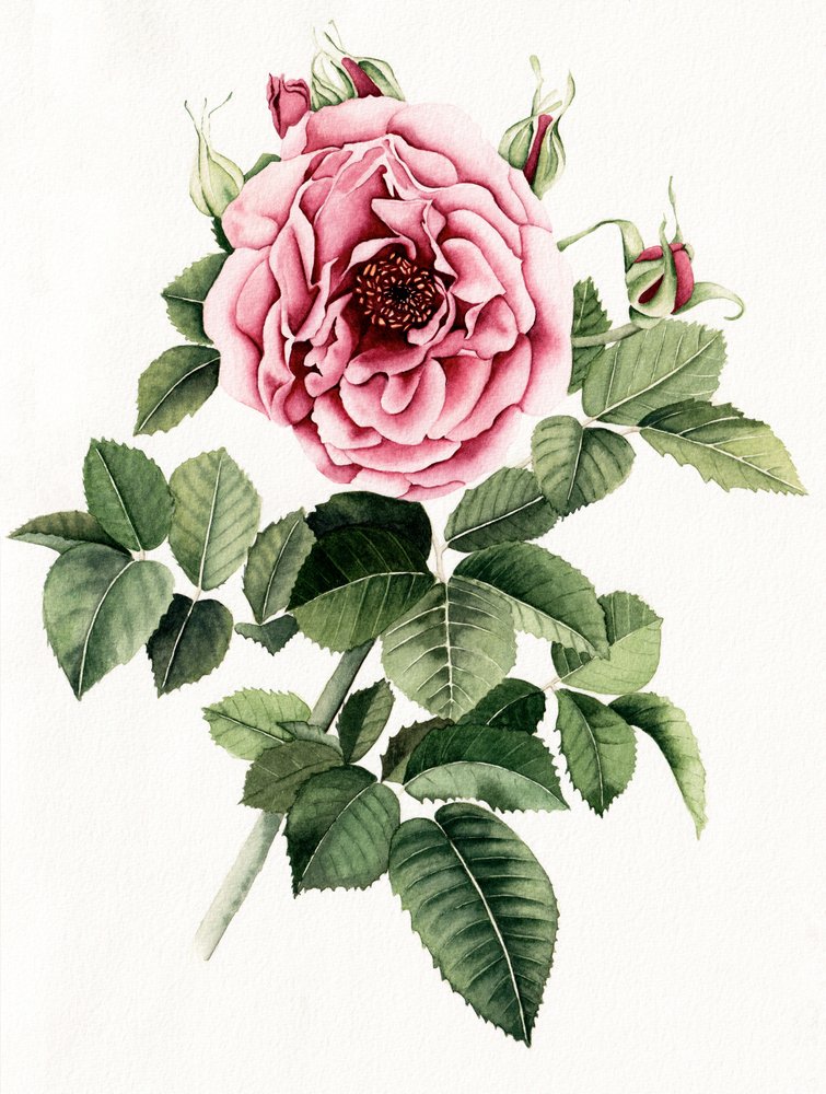 Rosa en flor de Salome