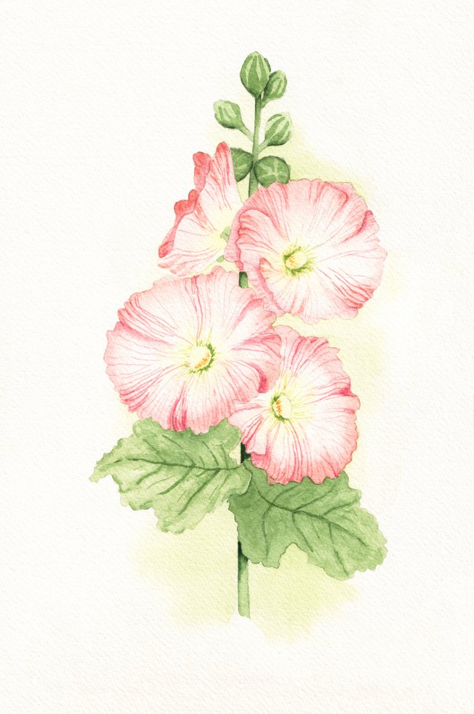 Malvas rosas en acuarela de Salome