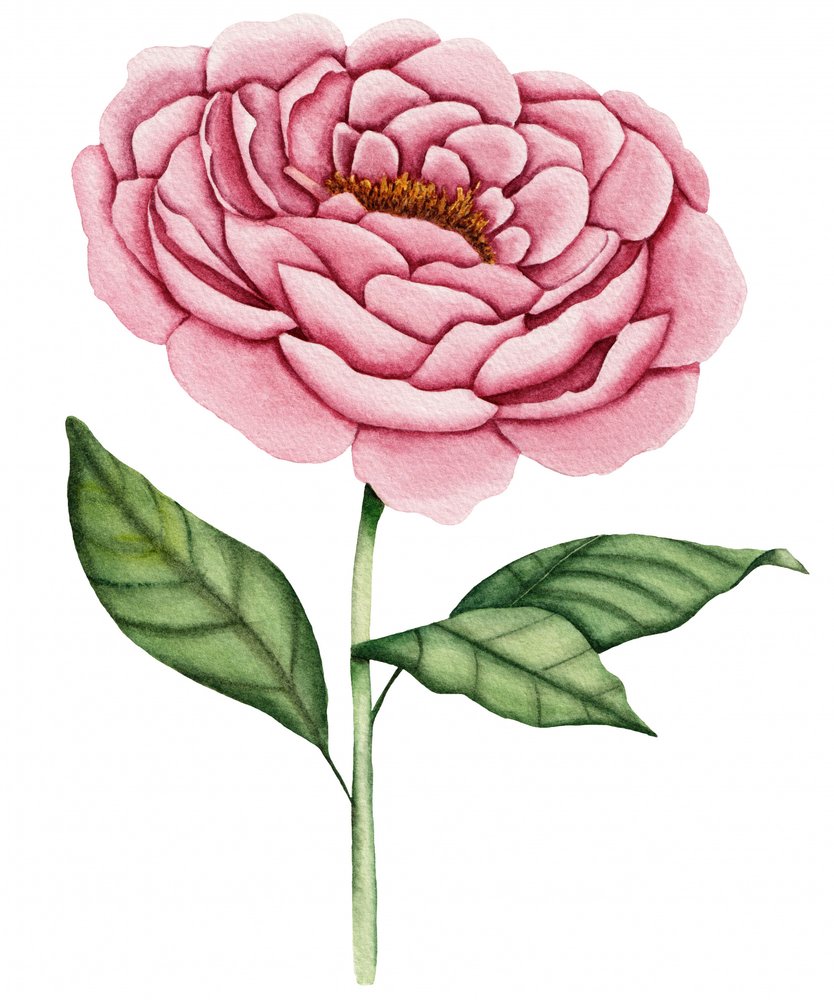 Flor de peonía rosa de Salome