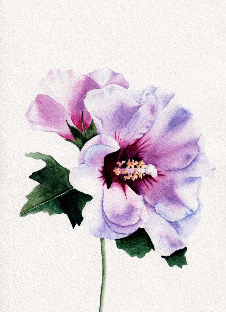 Flor de hibisco morado de Salome