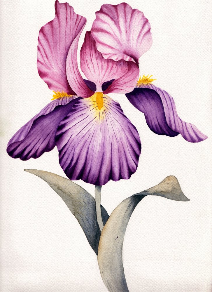 Iris de color púrpura intenso de Salome