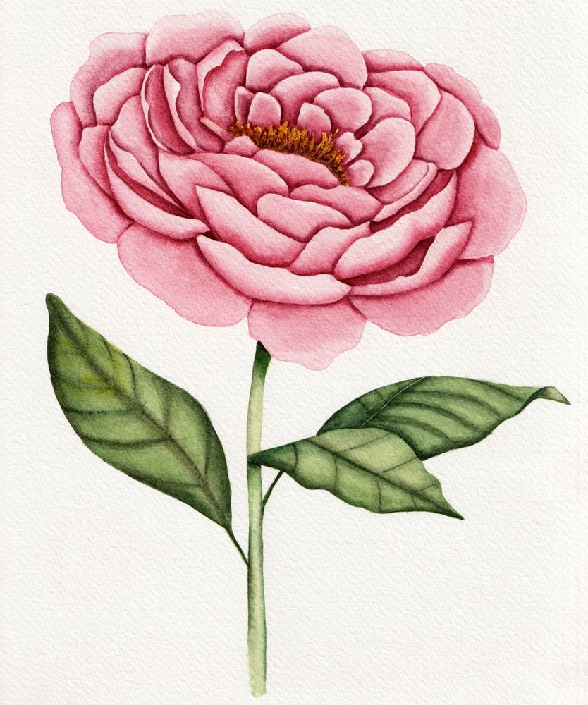 Peonía rosa en acuarela de Salome