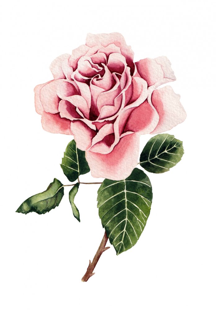 Acuarela: Rosa rosa de Salome