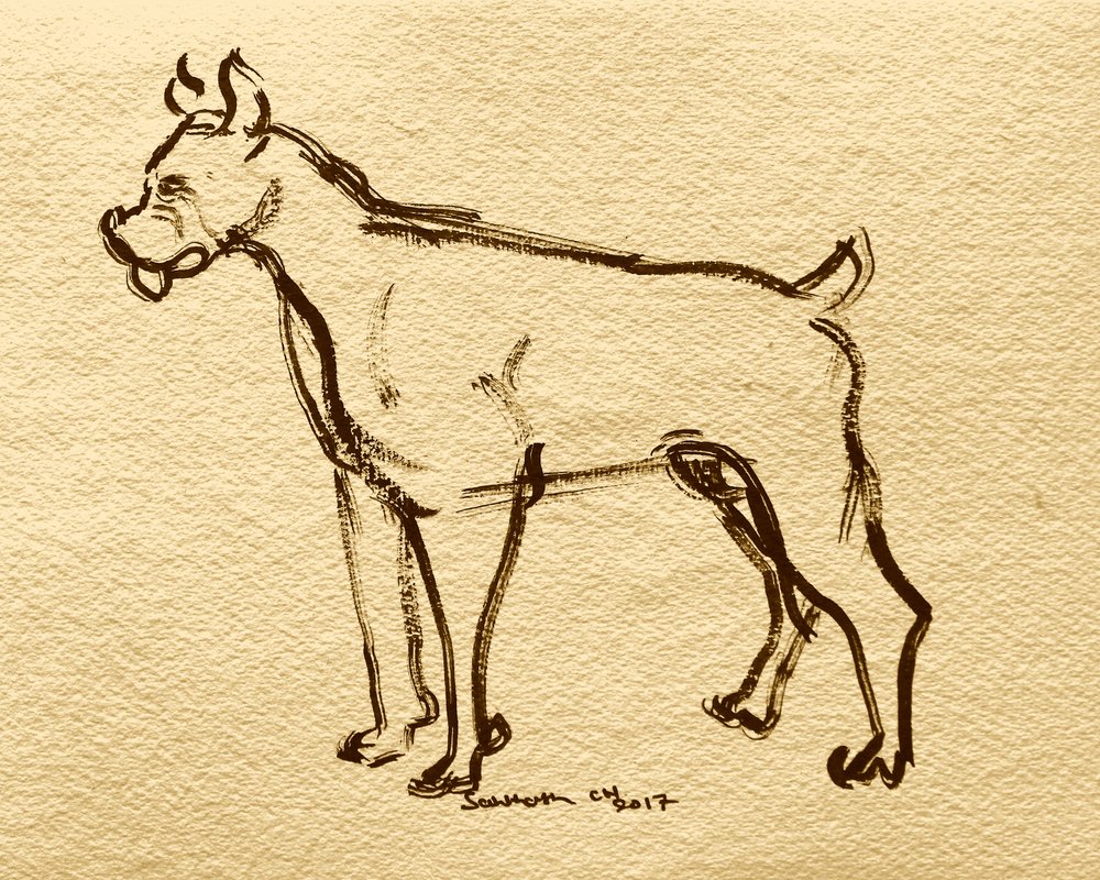 Boceto de perro bóxer de Santhosh ch