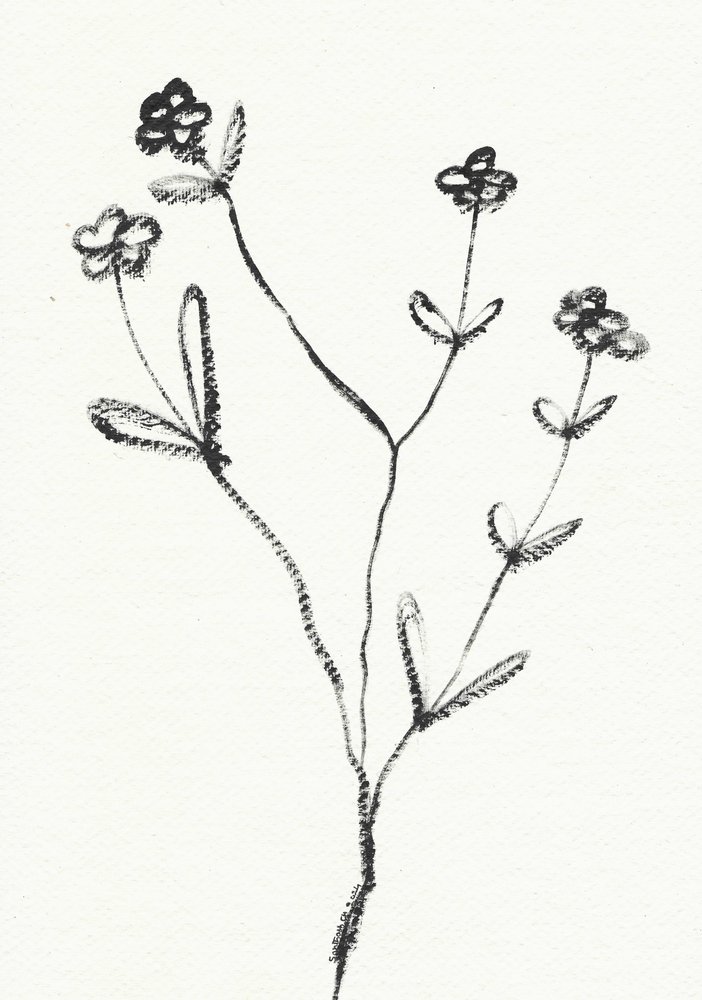 Dibujo botánico minimalista de Santhosh ch