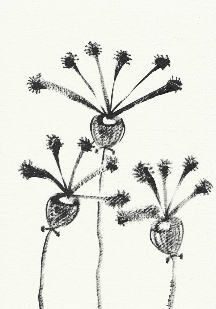 Dibujo botánico minimalista de Santhosh ch