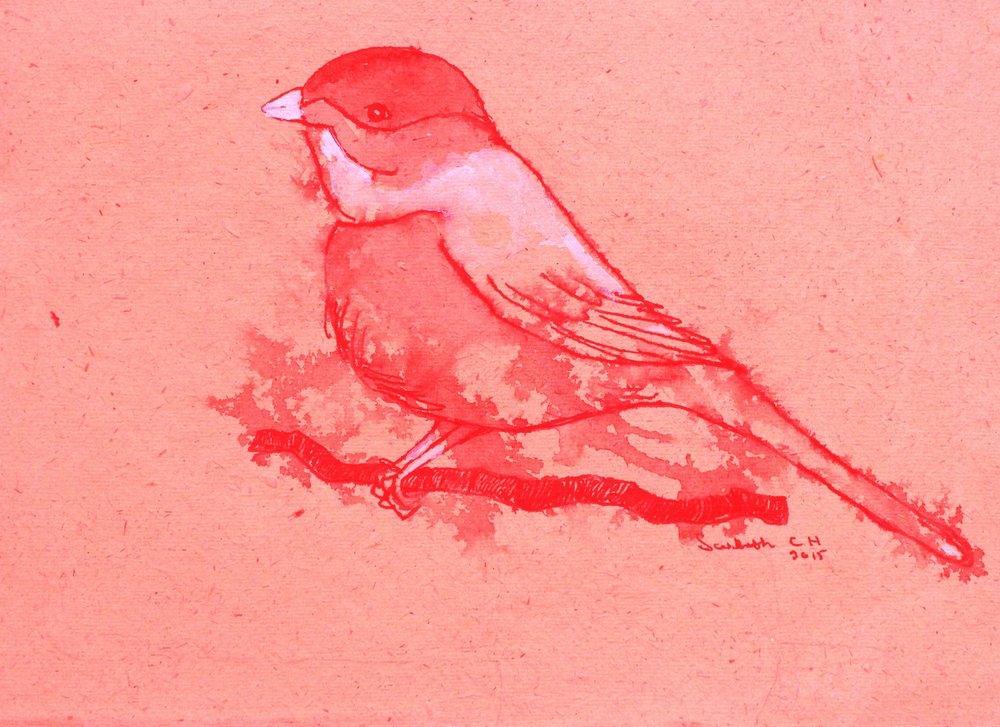 Pájaro rojo en una rama de Santhosh ch