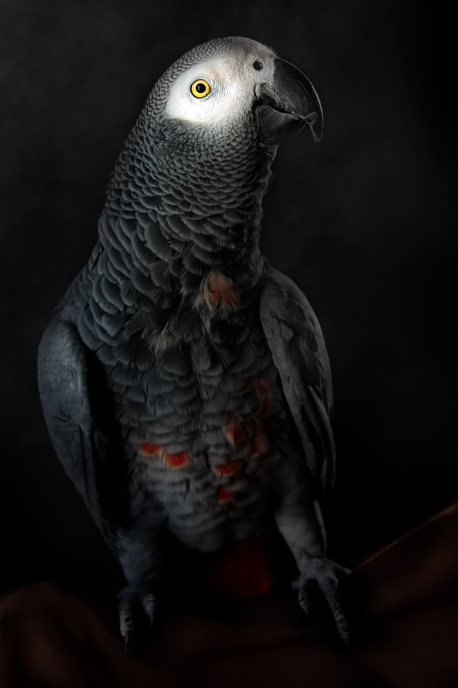 El digno loro gris de Santiago Pascual Buye