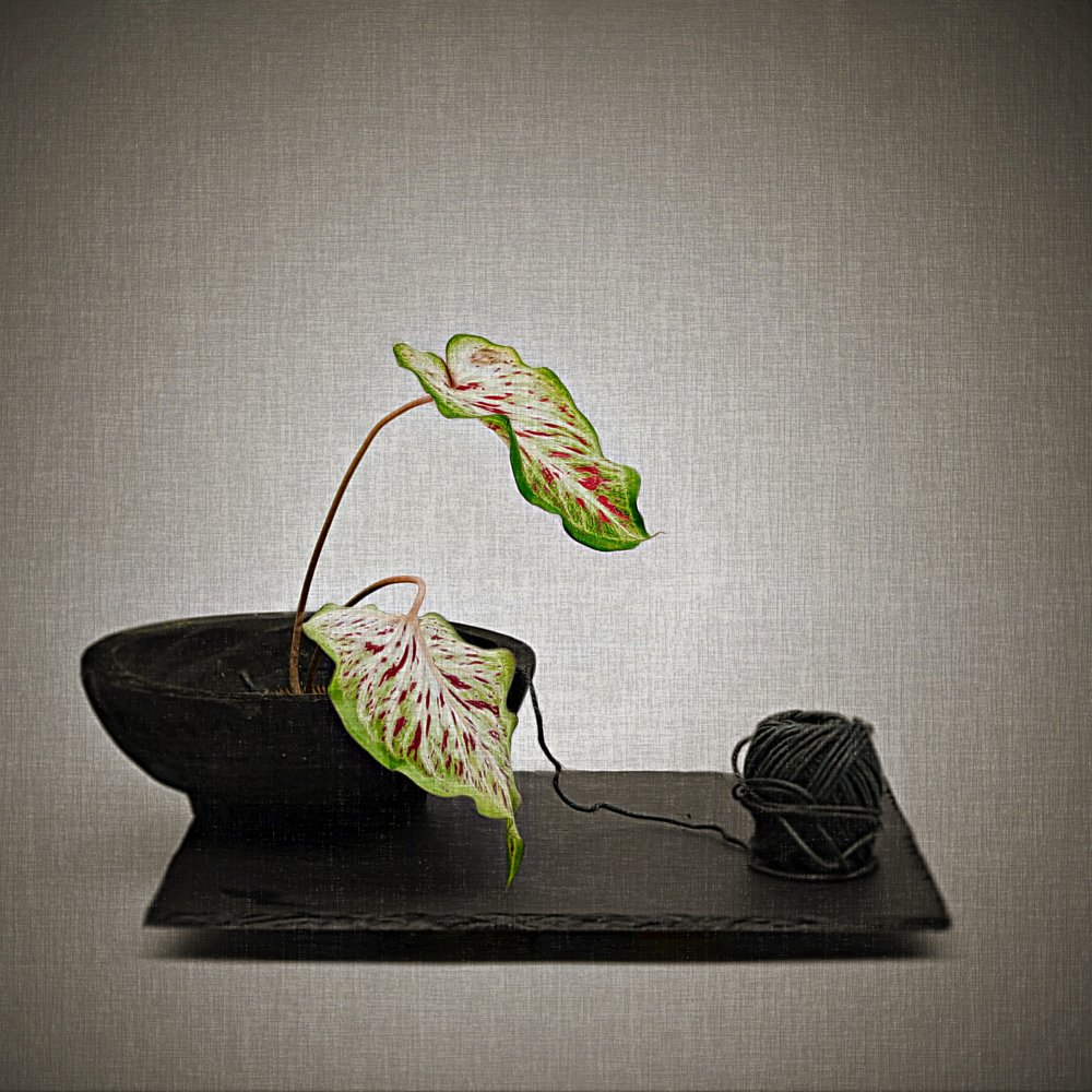 Caladium e hilo negro de Saskia Dingemans