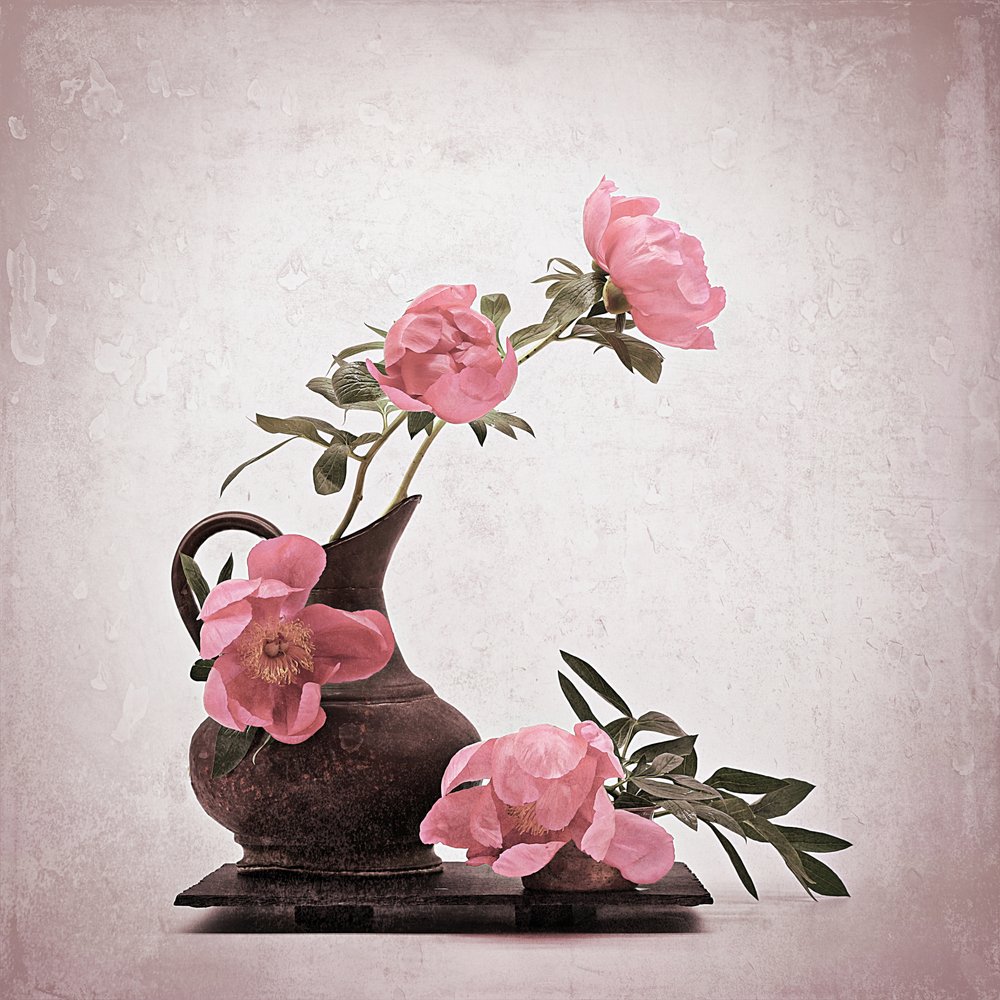 Peonías de color rosa pálido de Saskia Dingemans