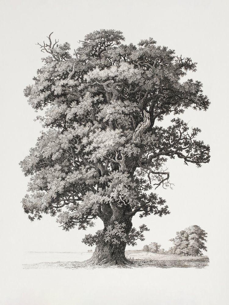 Estudios de árboles: «After Nature» en relación con el dibujo paisajístico de S.h. Petersen