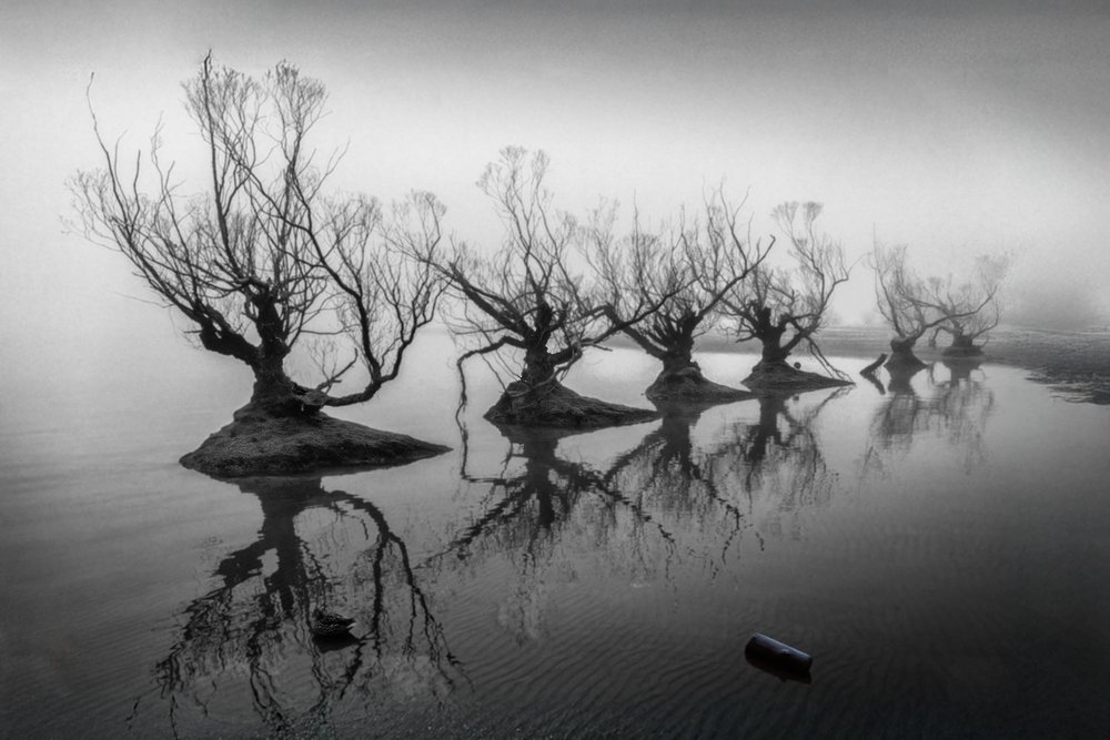 Árboles desnudos entre la niebla de Shanrui Ren