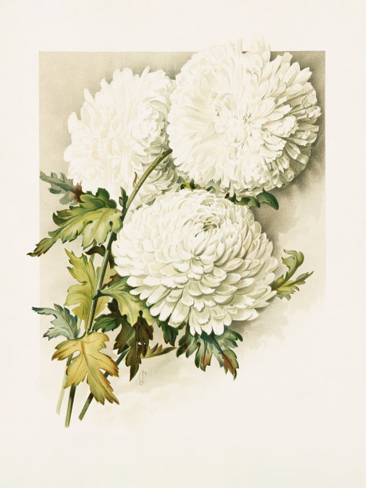 Crisantemos para Nochebuena de Sidney Thomas Callowhill