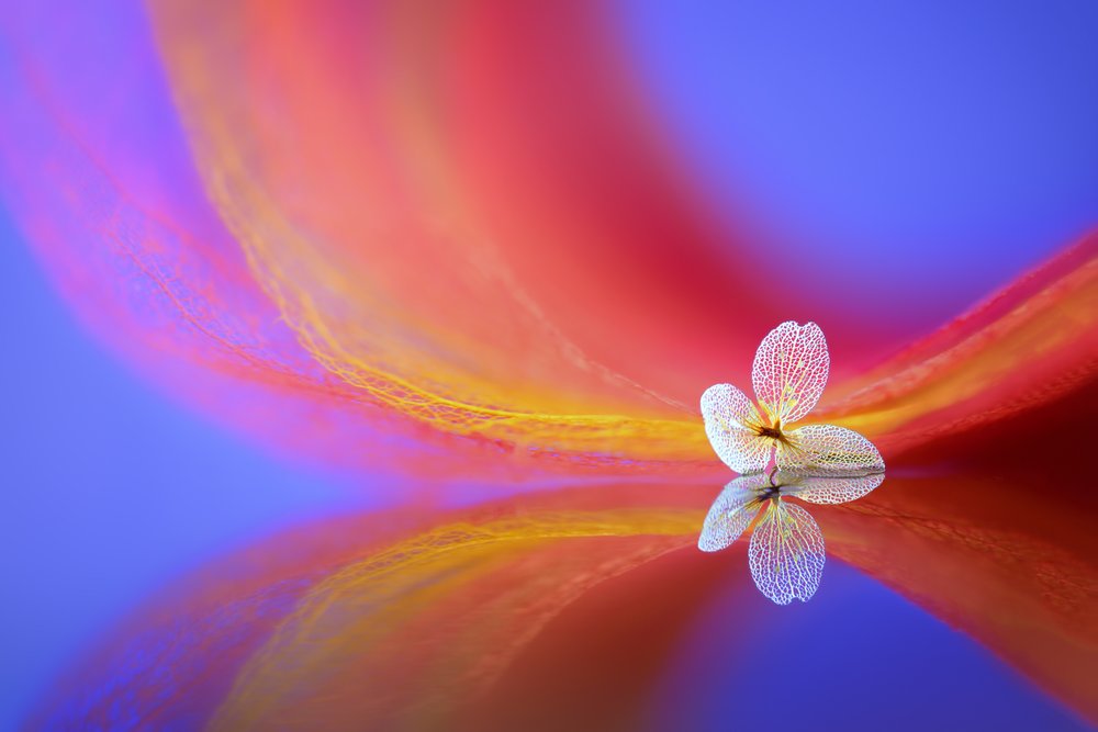 Reflejo de una flor delicada de Sophie Pan