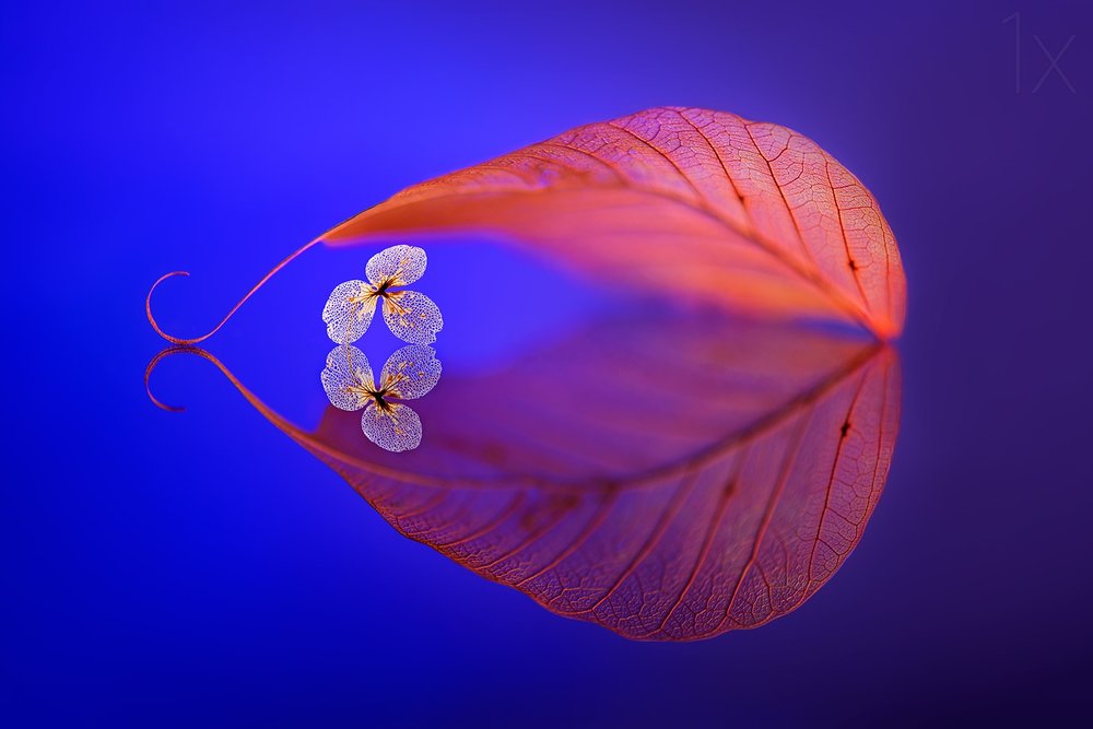 Reflejo de una hoja flotante de Sophie Pan