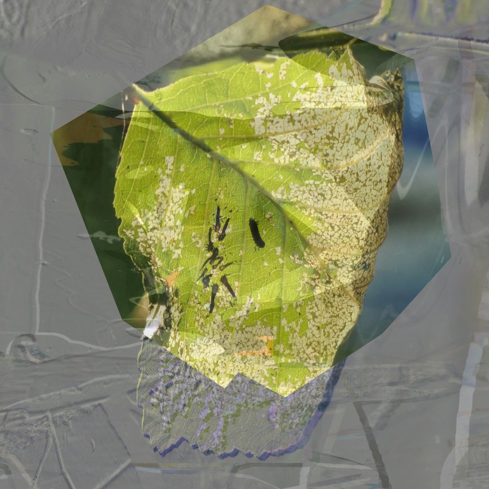 Hoja verde abstracta de Stefan Fransson