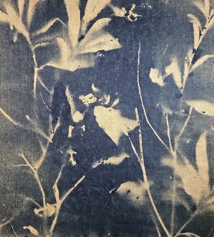 Sombras botánicas azules de Stefano Mazzolini
