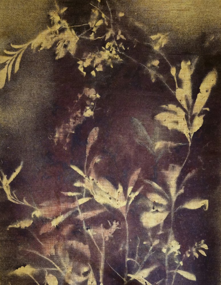 Estudio botánico oscuro de Stefano Mazzolini