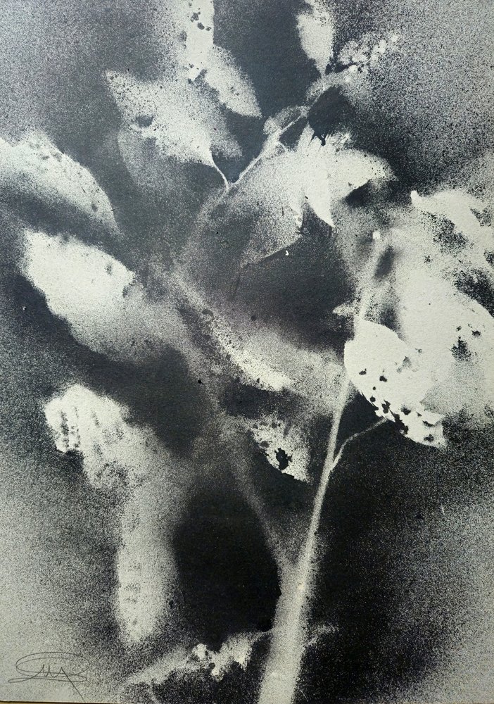 Estudio botánico monocromo de Stefano Mazzolini