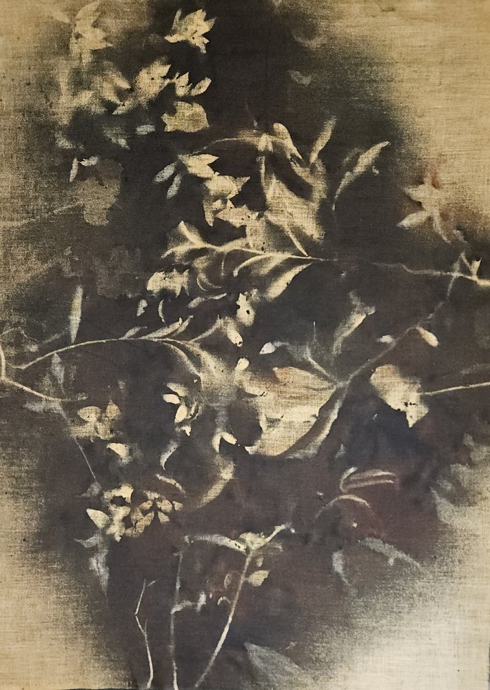 Sombras florales melancólicas de Stefano Mazzolini