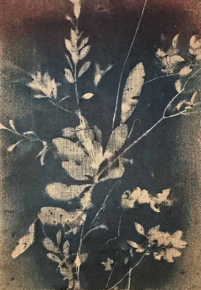 Botánicos azules vintage de Stefano Mazzolini