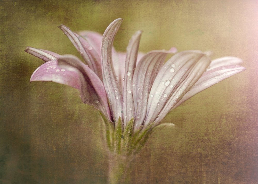 Delicada flor de gota de rocío de Susan Moss