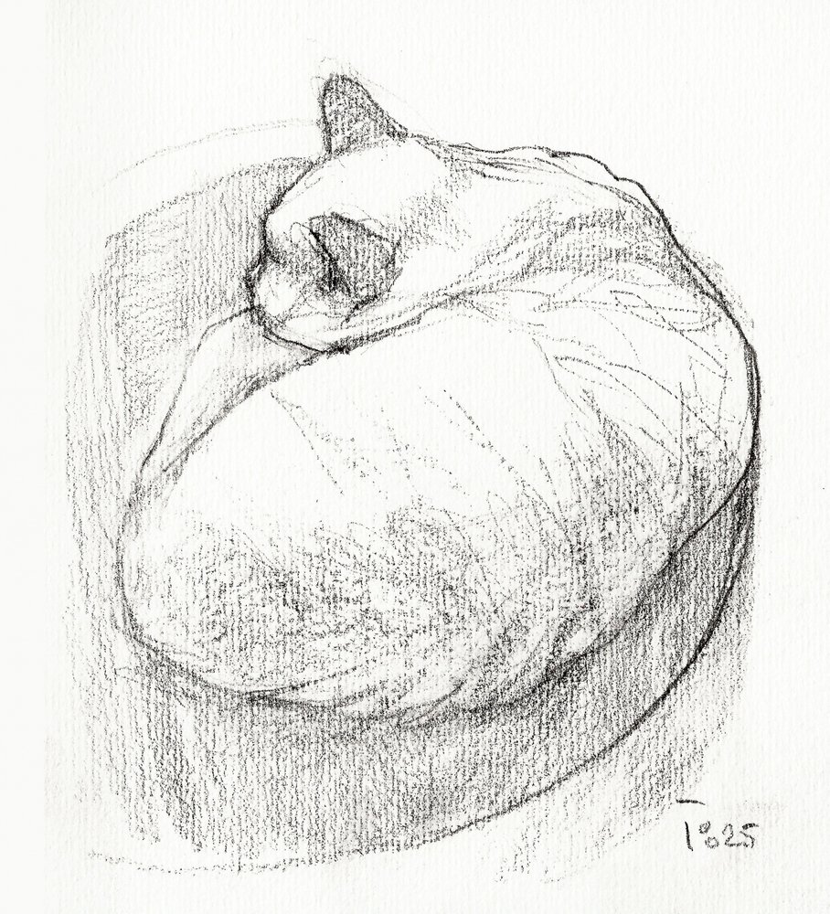 Gato acurrucado de Tore Bahnson