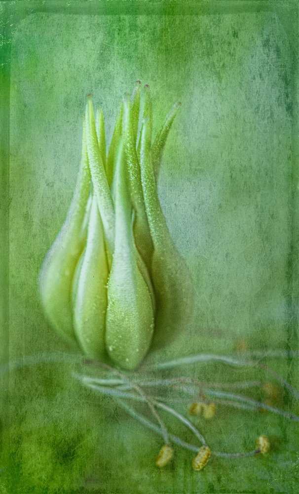 Delicado brote verde de Ulrike Eisenmann