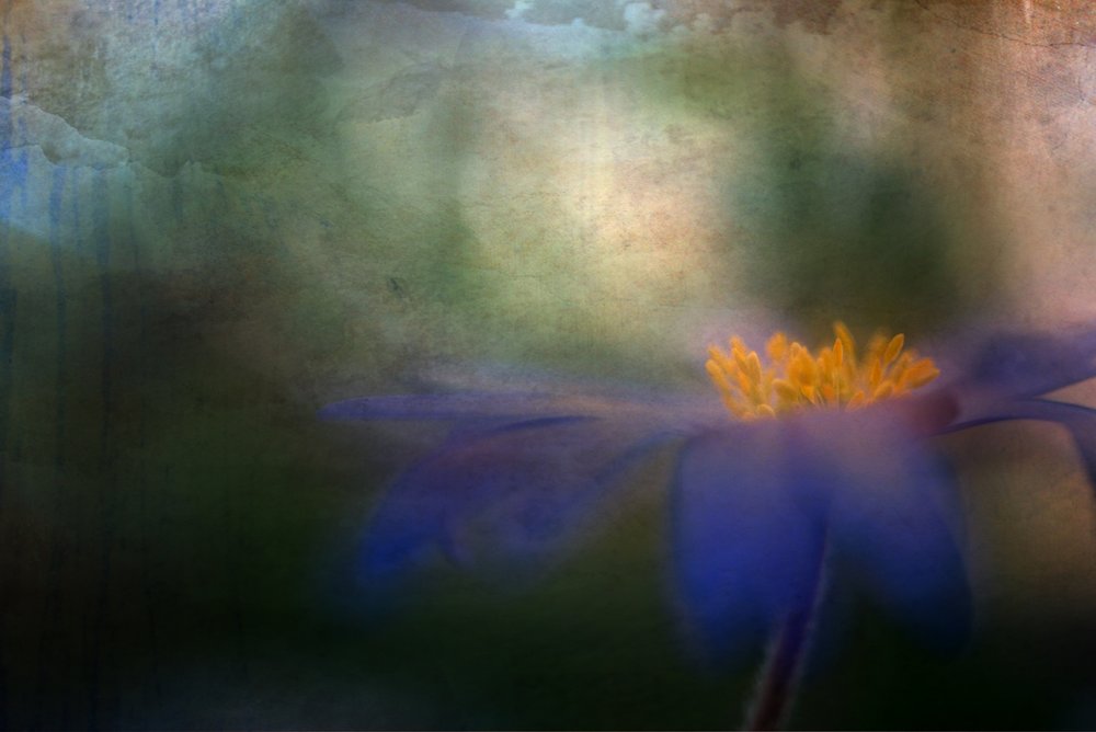 Flor azul de ensueño de Ulrike Eisenmann