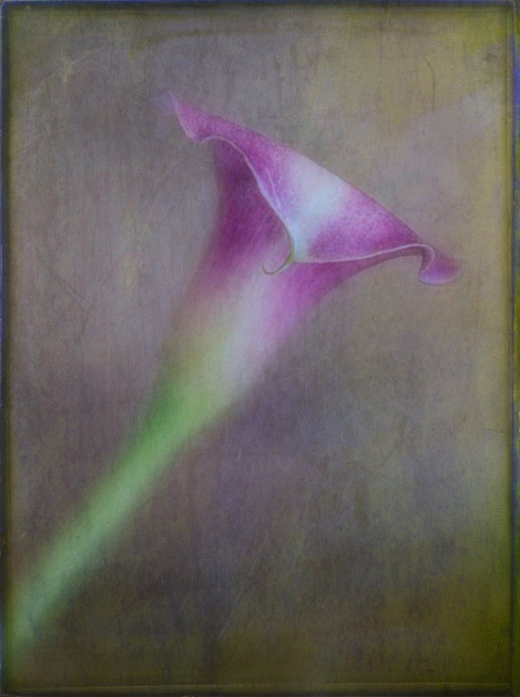 Calla de color morado de ensueño de Ulrike Eisenmann