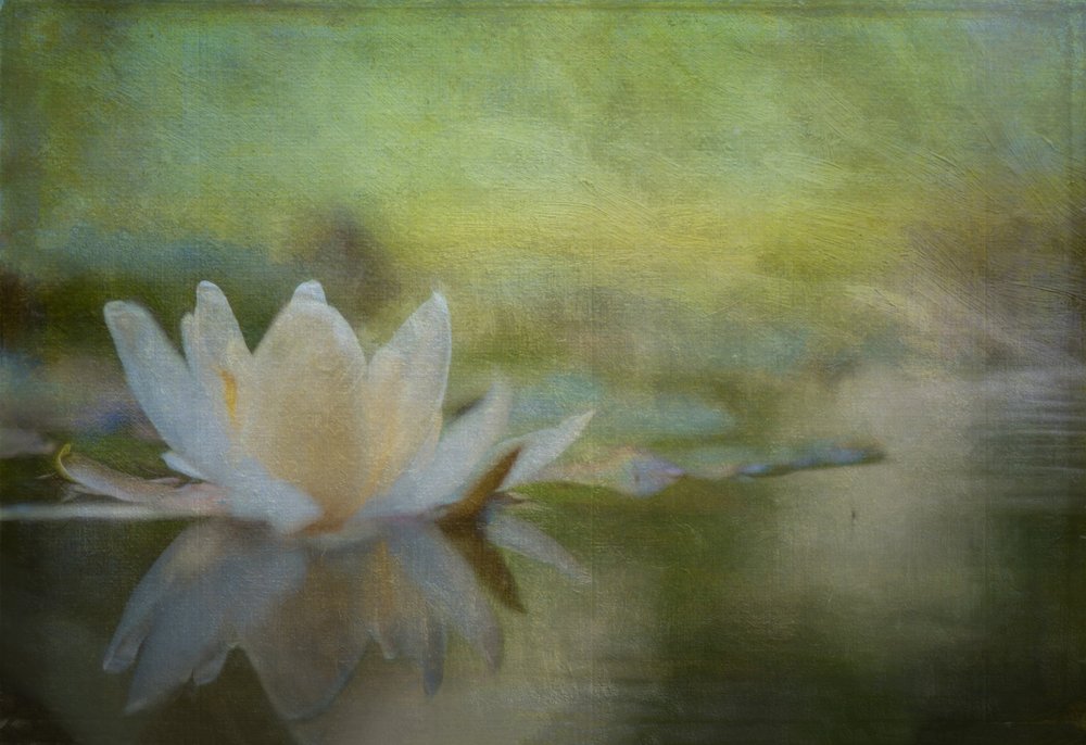 Nenúfar sereno de Ulrike Eisenmann