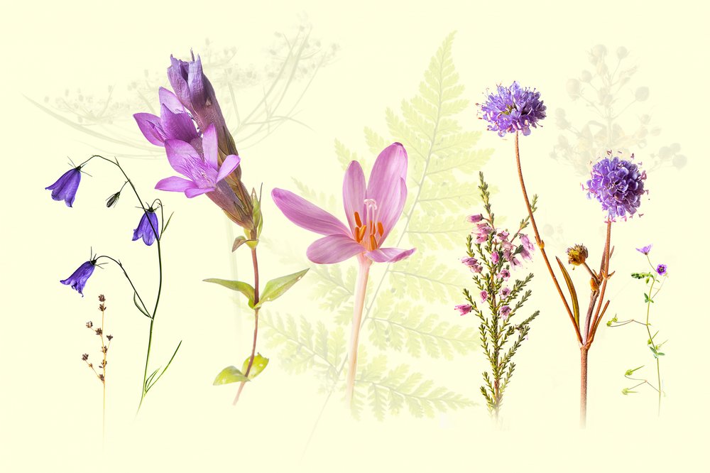 Mezcla de flores silvestres de primavera de Ulrike Eisenmann