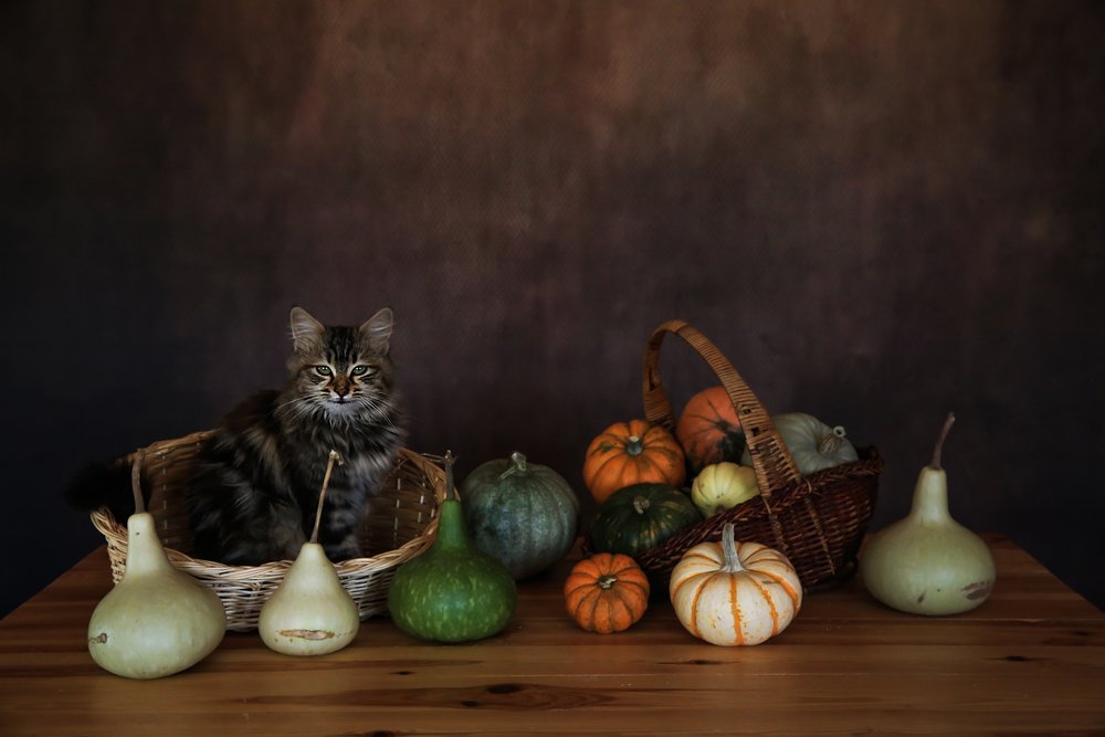 Exposición «Cozy Cat Harvest» de Ummu Nisan Kandilcioglu