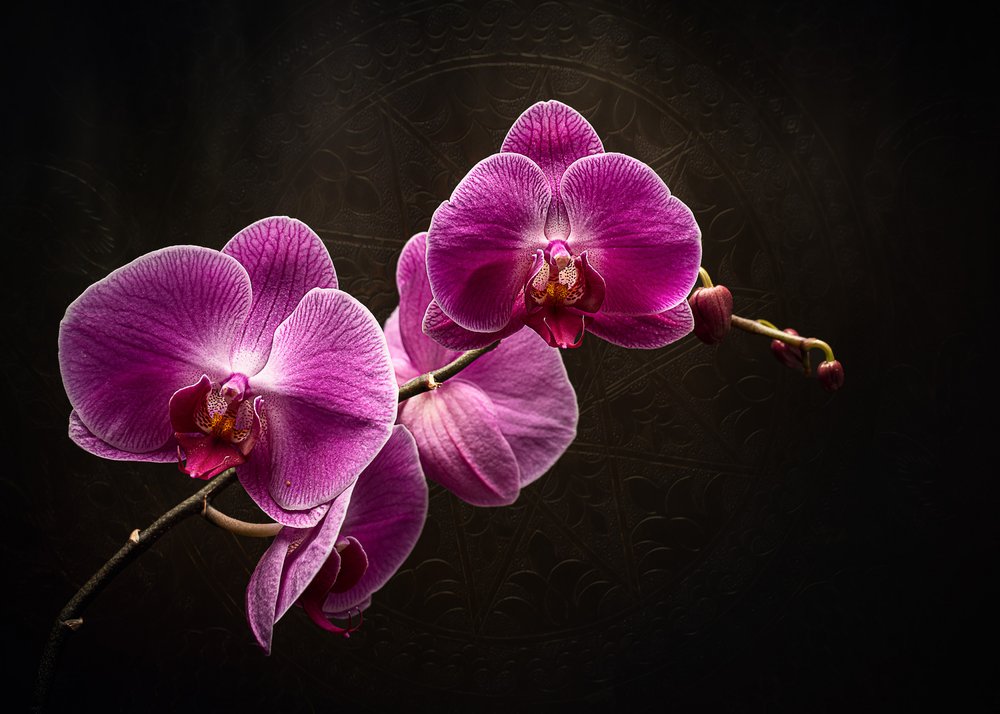 El esplendor de la orquídea púrpura de Vadim Kulinsky