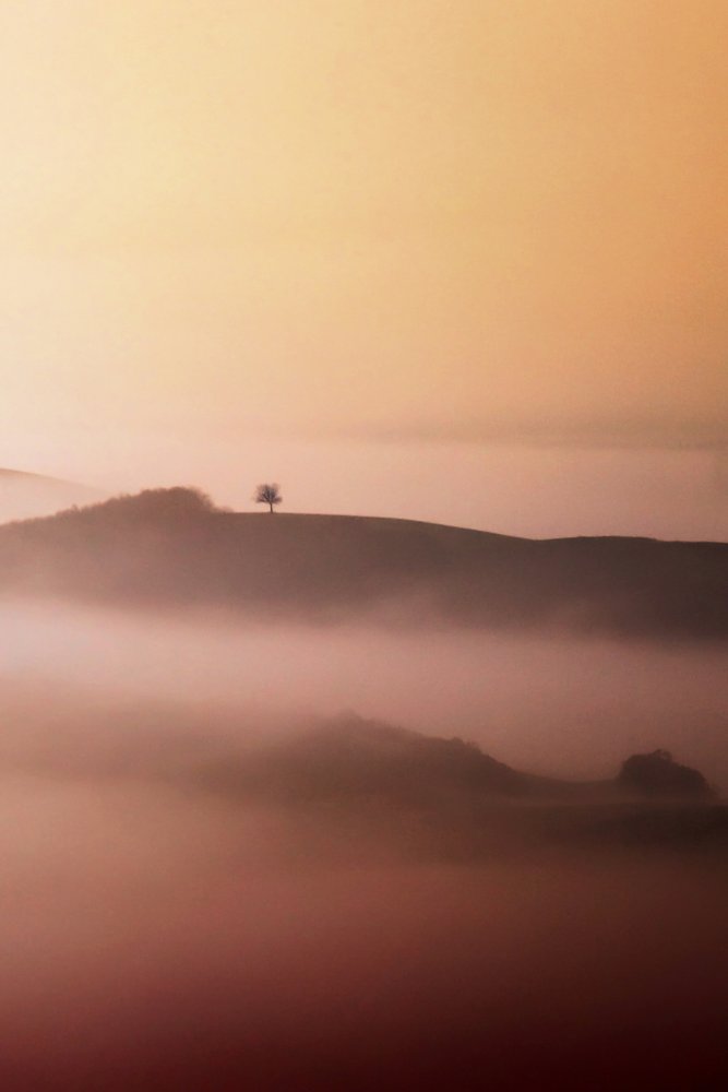 Lone Tree Golden Mist de Vanja Tajnsek